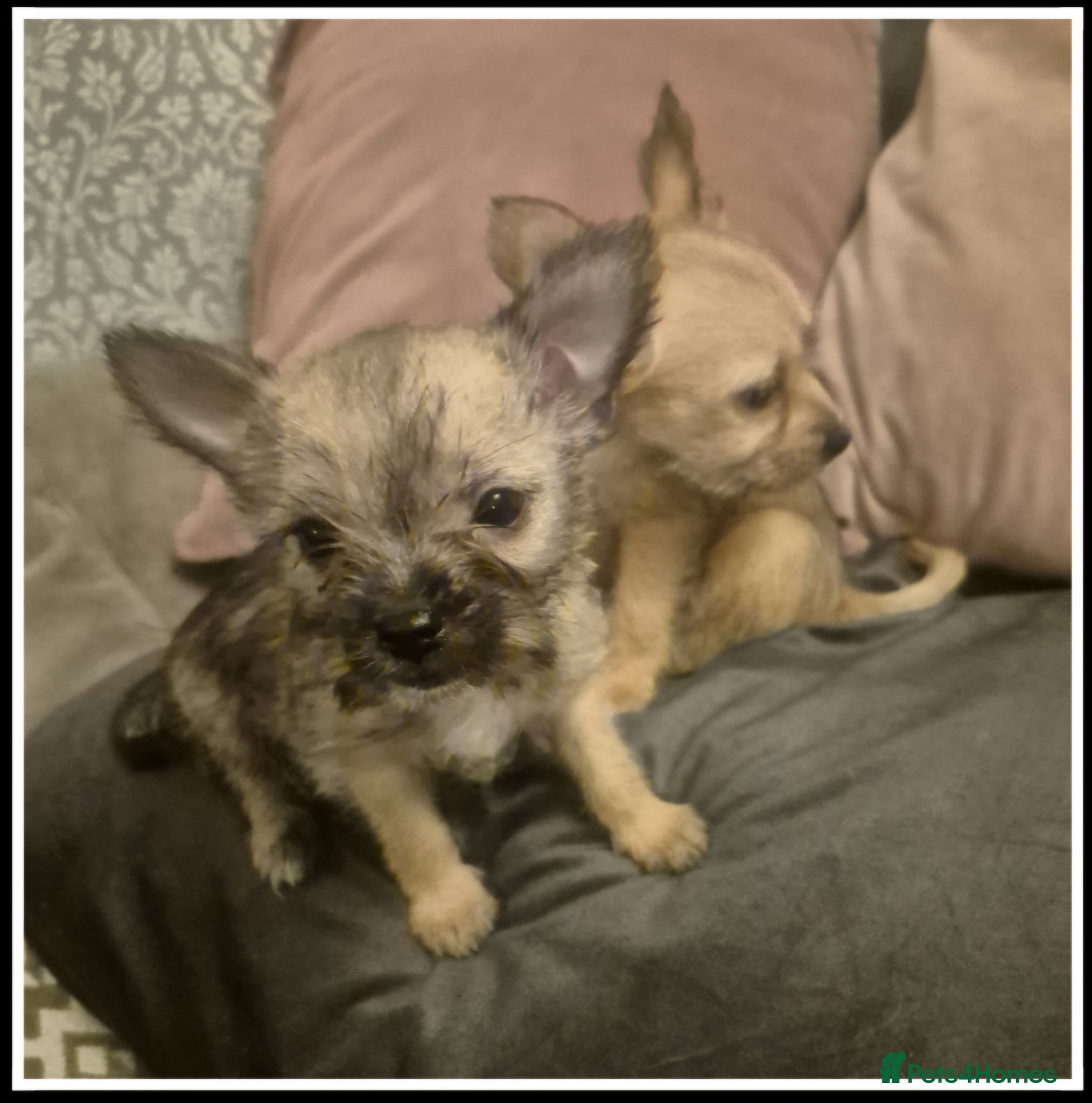 Mixed Breed dogs ♡Adorable French Chorkie girls♡ - Advert 1