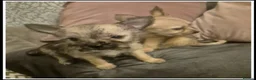 Mixed Breed dogs for sale: ♡Adorable French Chorkie girls♡ - Advert 3