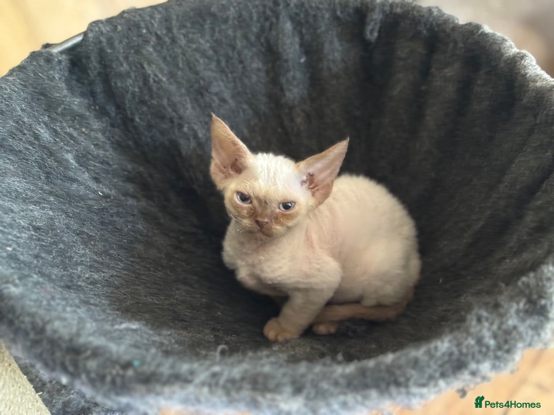 Devon Rex cats for sale: 2 beautiful female Devon Rex kittens  - Image 6