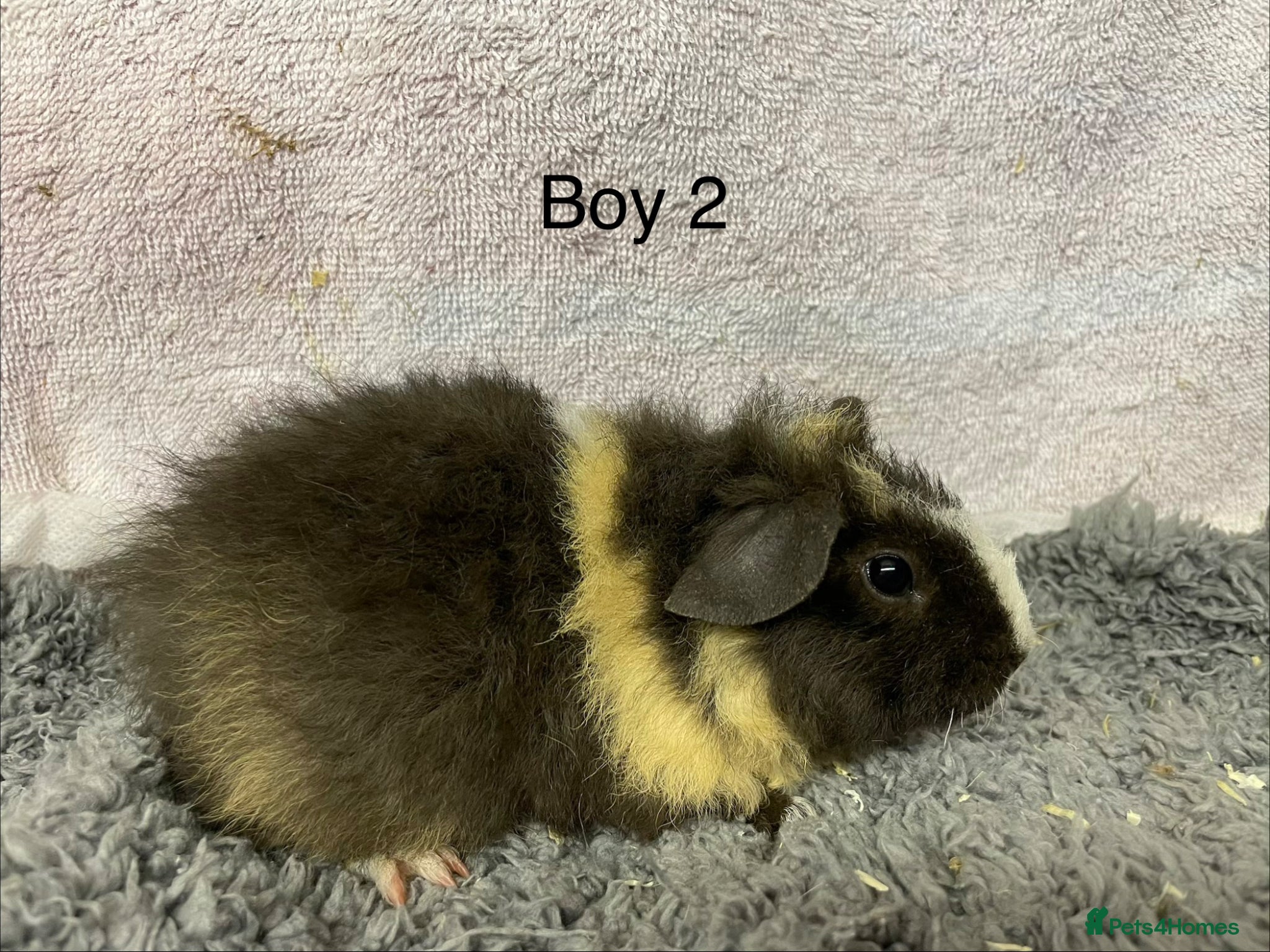 Guinea Pig rodents Beautiful teddy boy baby - Advert 12