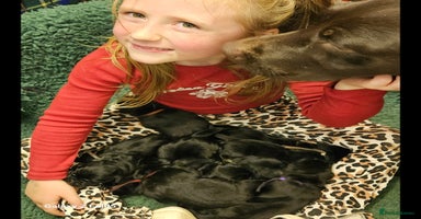 Labrador Retriever dogs - Advert 3