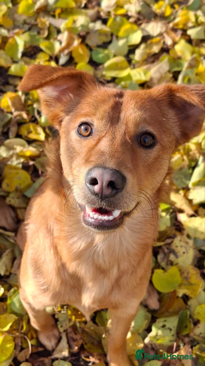Mixed Breed dogs 💙ARNY💙 -9 months beautiful boy needs home ASAP - Advert 3