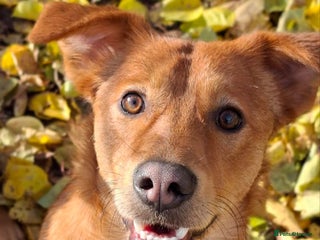 Mixed Breed dogs 💙ARNY💙 -9 months beautiful boy needs home ASAP - Advert 3