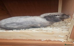 Mini Lop rabbits for sale: Iron grey slander buck - Image 1