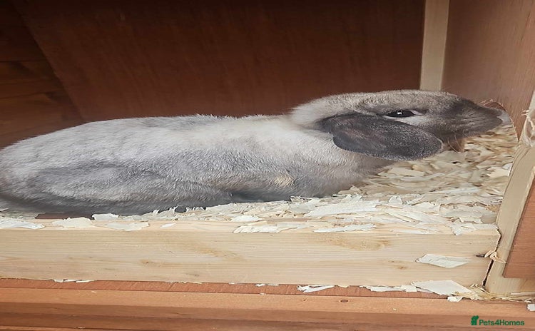Mini Lop rabbits - Advert 2