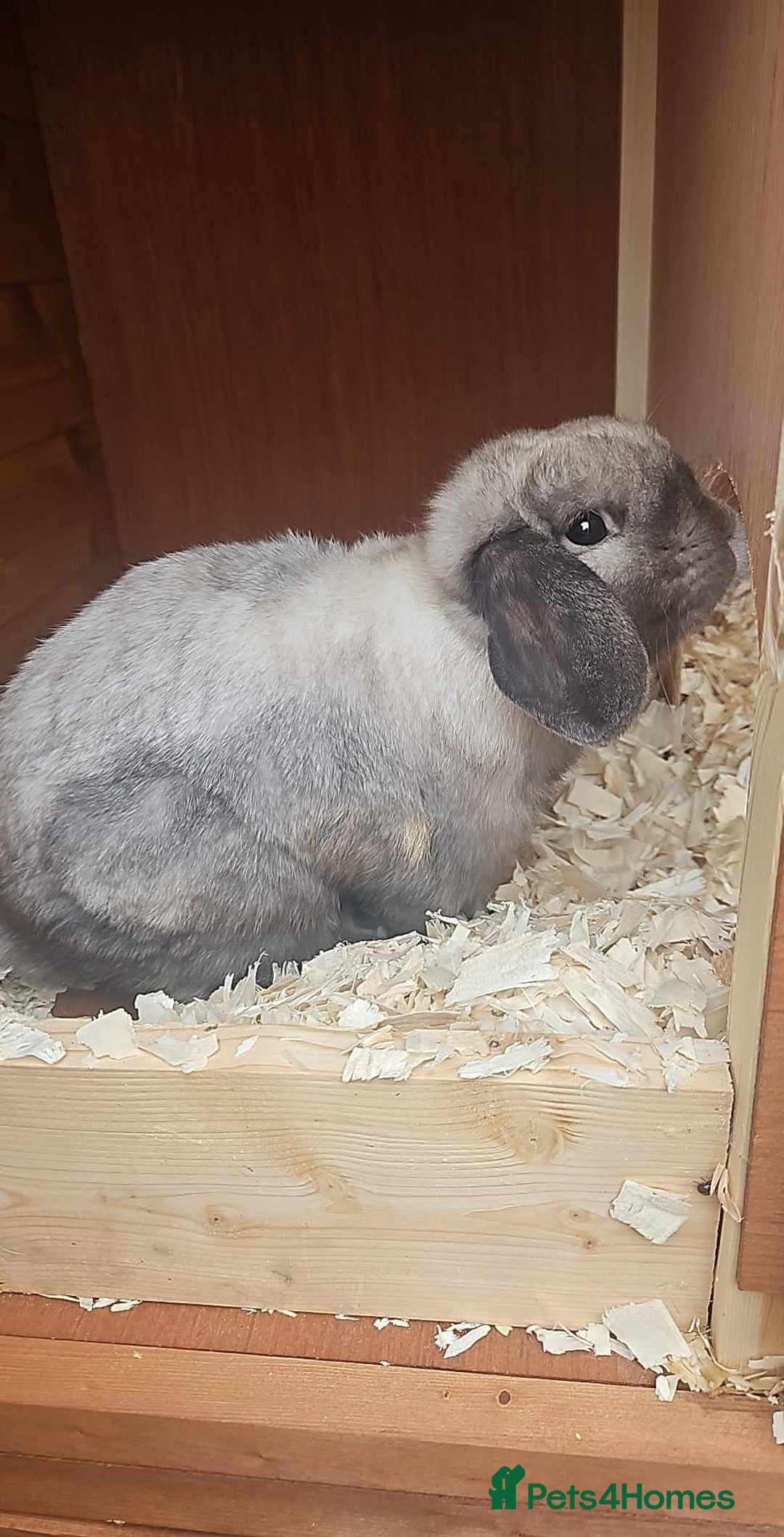Mini Lop rabbits for sale: Iron grey slander buck - Image 1