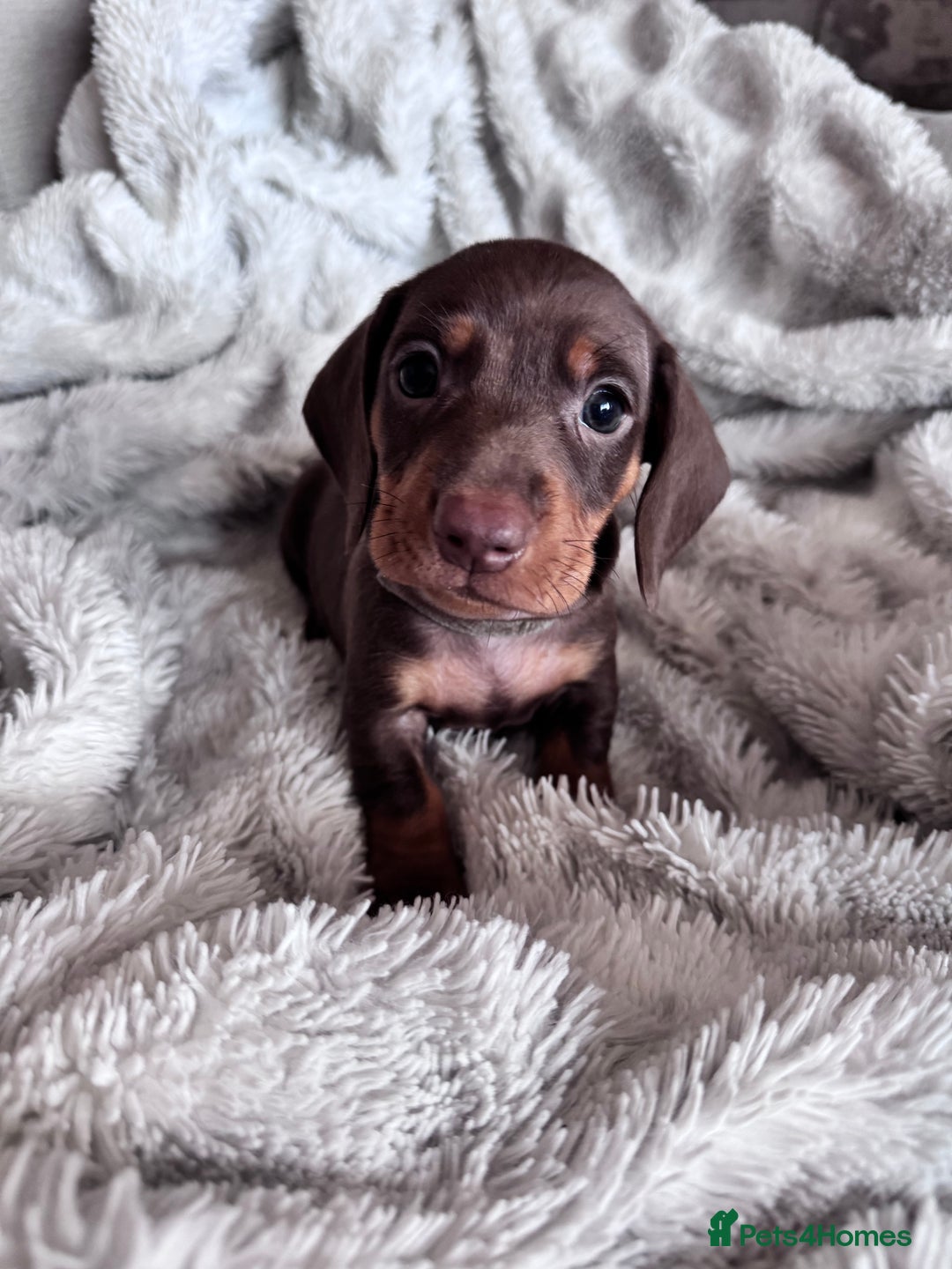 Dachshund dogs for sale: Dachshund Miniature  - Image 22