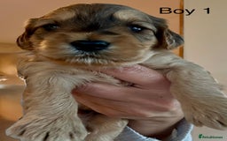 Cockapoo dogs for sale: 9 Beautiful Cockapoo Puppies For Sale - Image 2