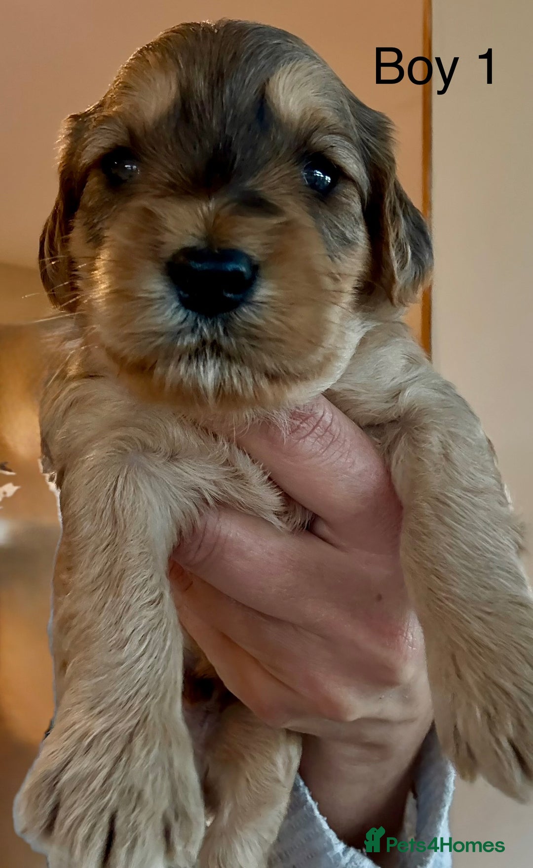 Cockapoo dogs for sale: 9 Beautiful Cockapoo Puppies For Sale - Image 2