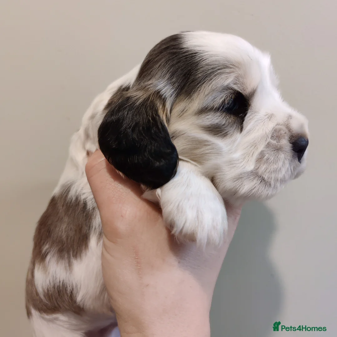 Cocker Spaniel dogs for sale: KC Registered Show Type Cocker Spaniels  - Advert 25