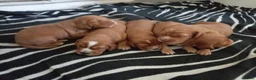 Cocker Spaniel dogs for sale: 5 Beautiful Golden Cocker Spaniel Puppies - Advert 24