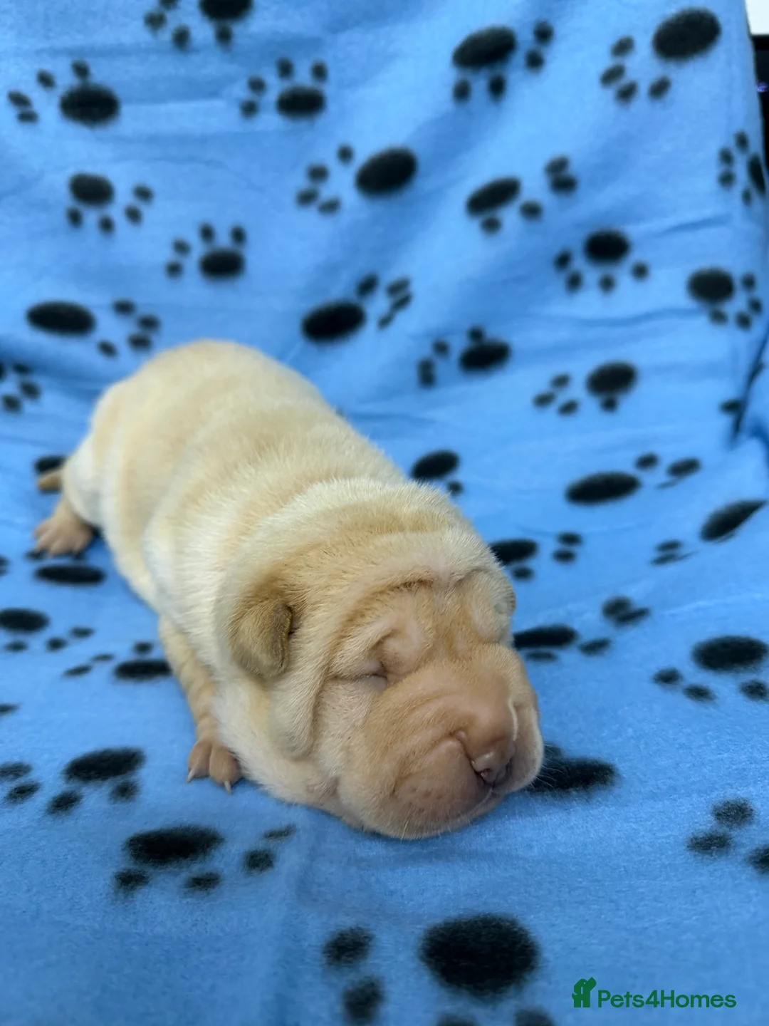 Shar Pei dogs for sale: Beautiful pure shar pei puppies - Advert 19