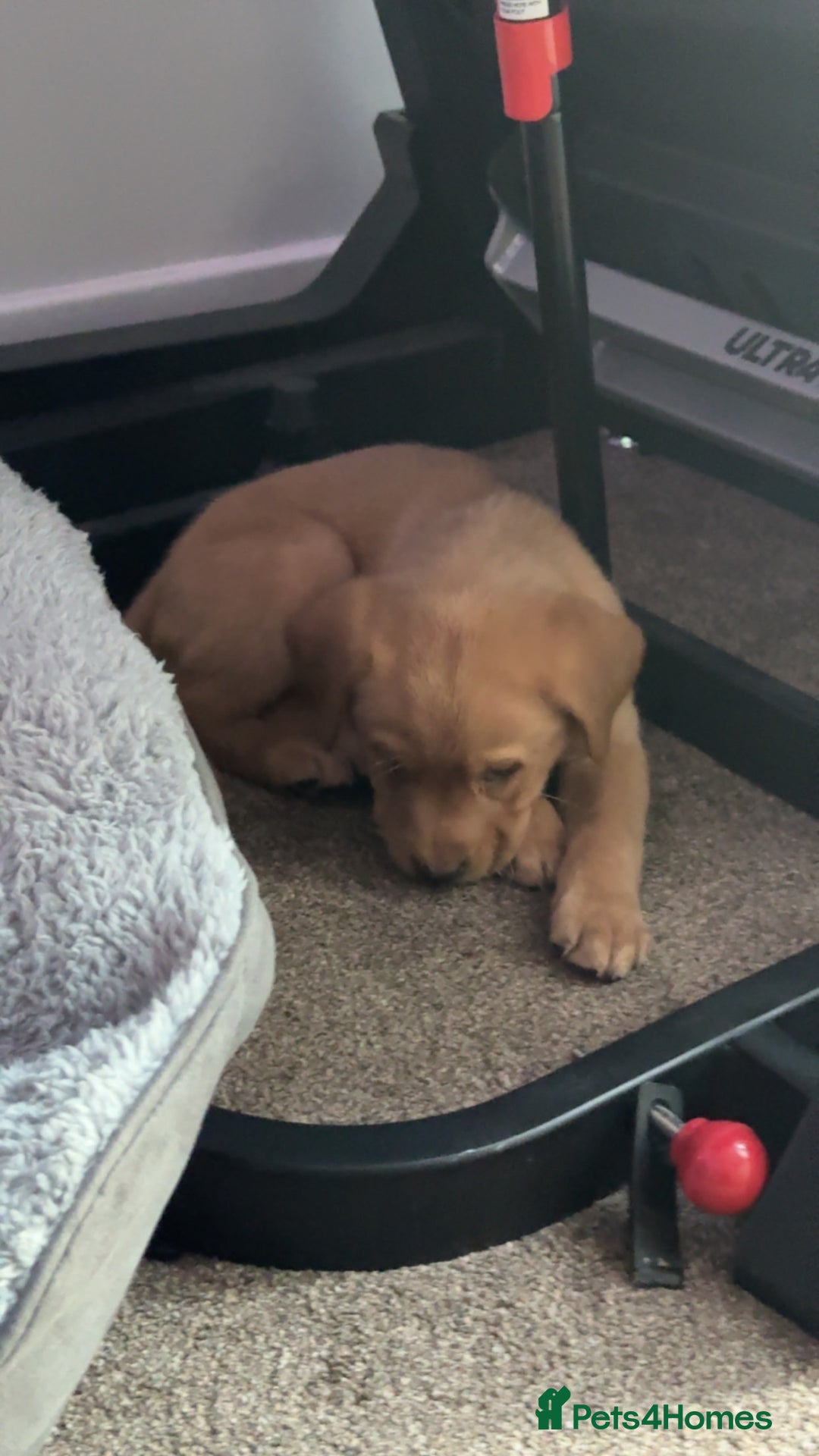 Labrador Retriever dogs for sale: Gorgeous labrador retriever - Advert 2