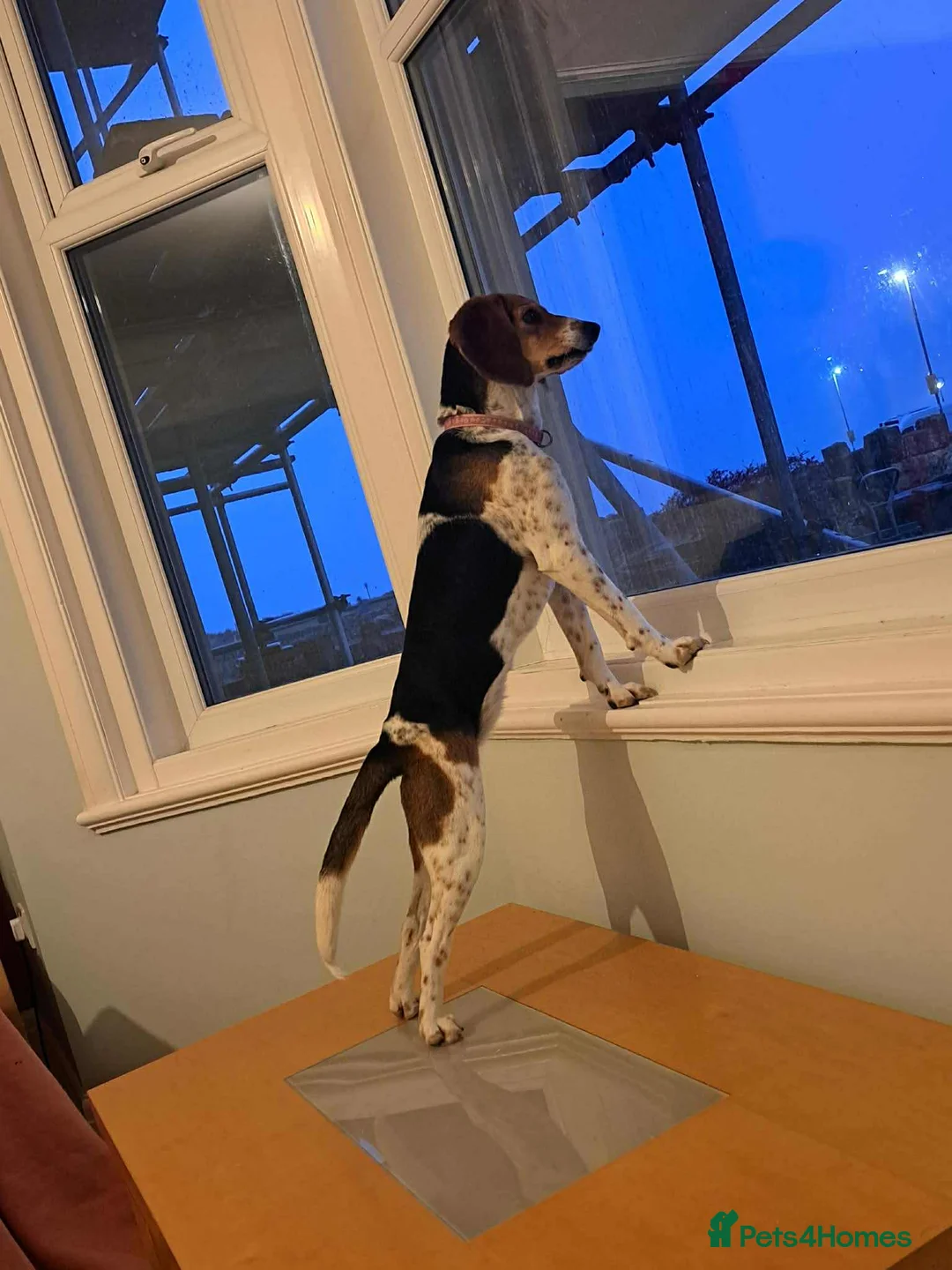 Mixed Breed dogs for adoption: Emily, with the softest ears - Advert 6