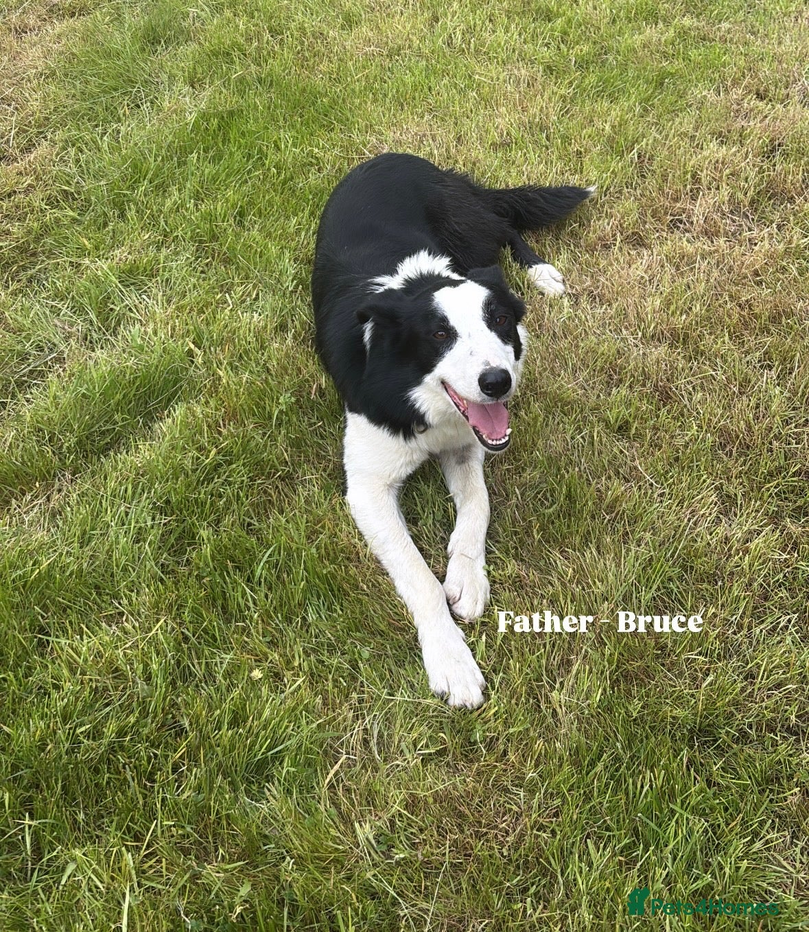 Border Collie dogs Ready Now - Border collie pups  - Advert 2