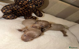 Miniature Dachshund dogs for sale: Miniature Dachshunds  - Image 5