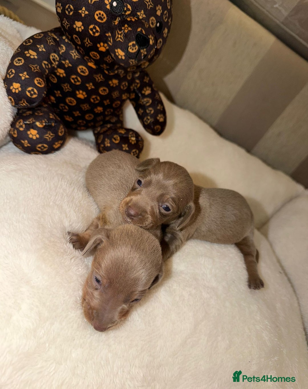 Miniature Dachshund dogs for sale: Miniature Dachshunds  - Image 5