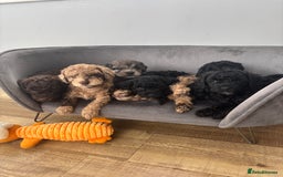 Miniature Poodle dogs for sale: Miniature poodles REDUCED READY TO LEAVE NOW  - Image 25