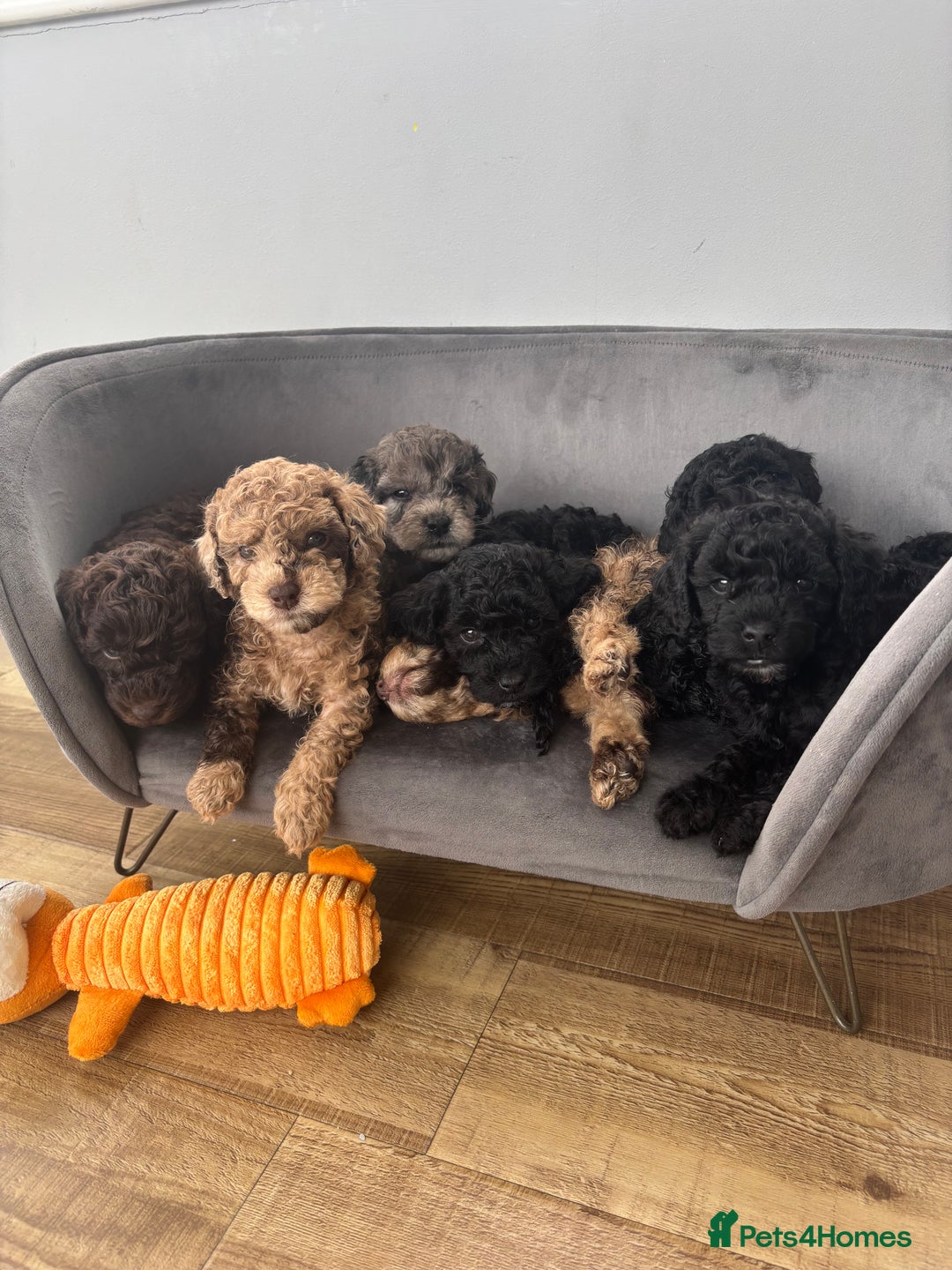 Miniature Poodle dogs for sale: Miniature poodles REDUCED READY TO LEAVE NOW  - Image 25