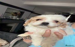 Cavachon dogs for sale: Cavachon f2 puppies  - Image 6