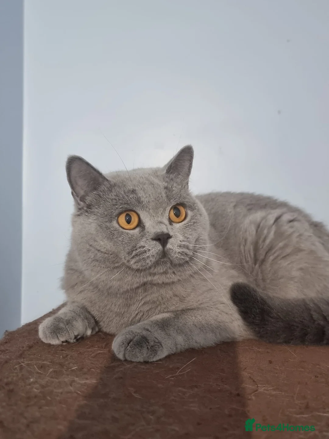 British Shorthair cats for sale: Last Female Ready Too Go GCCF Healthy Pedigree - Advert 6