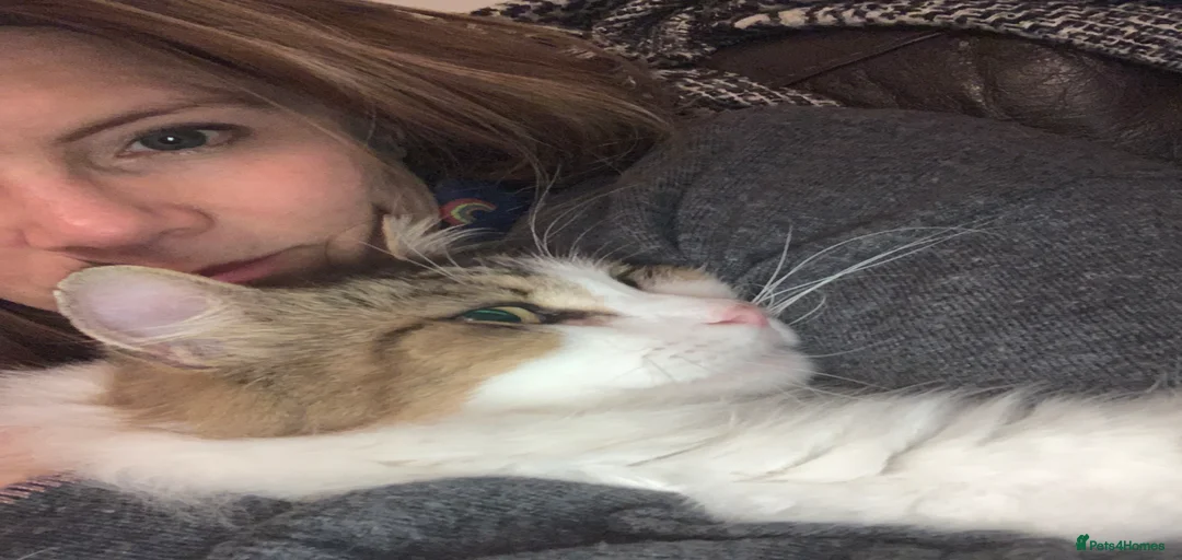 Gallery Image {{count}}