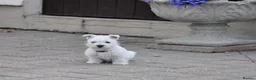 West Highland Terrier dogs for sale: West Highland Terrier Puppy Girls - Advert 5