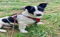 Mixed Breed dogs for adoption: Meet Otto, currently residing in Essex  - Image 5