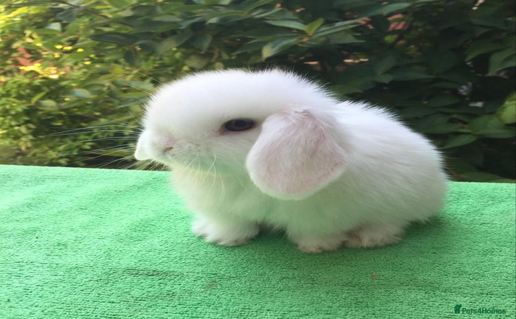 Mini Lop rabbits - Advert 1