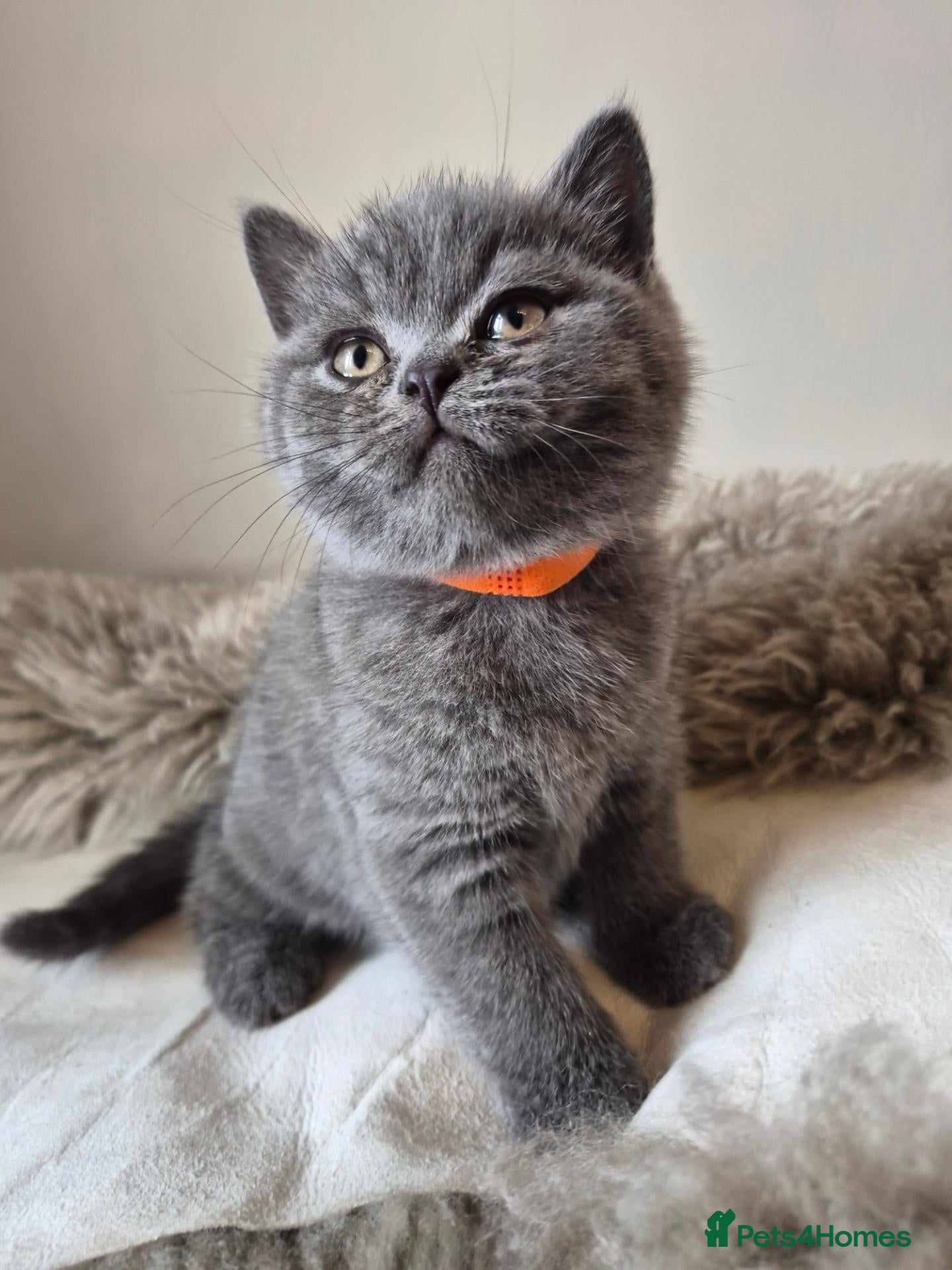 British Shorthair cats Stunning GCCF British Shorthair Girls - Advert 15