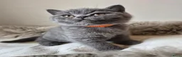 British Shorthair cats for sale: Lovely GCCF British Shorthair Kittens  - Advert 4