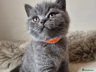 British Shorthair cats Stunning GCCF British Shorthair Girls - Advert 15