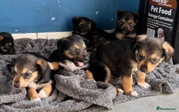 Mixed Breed dogs for sale: Sprollie x husky puppies  - Image 21