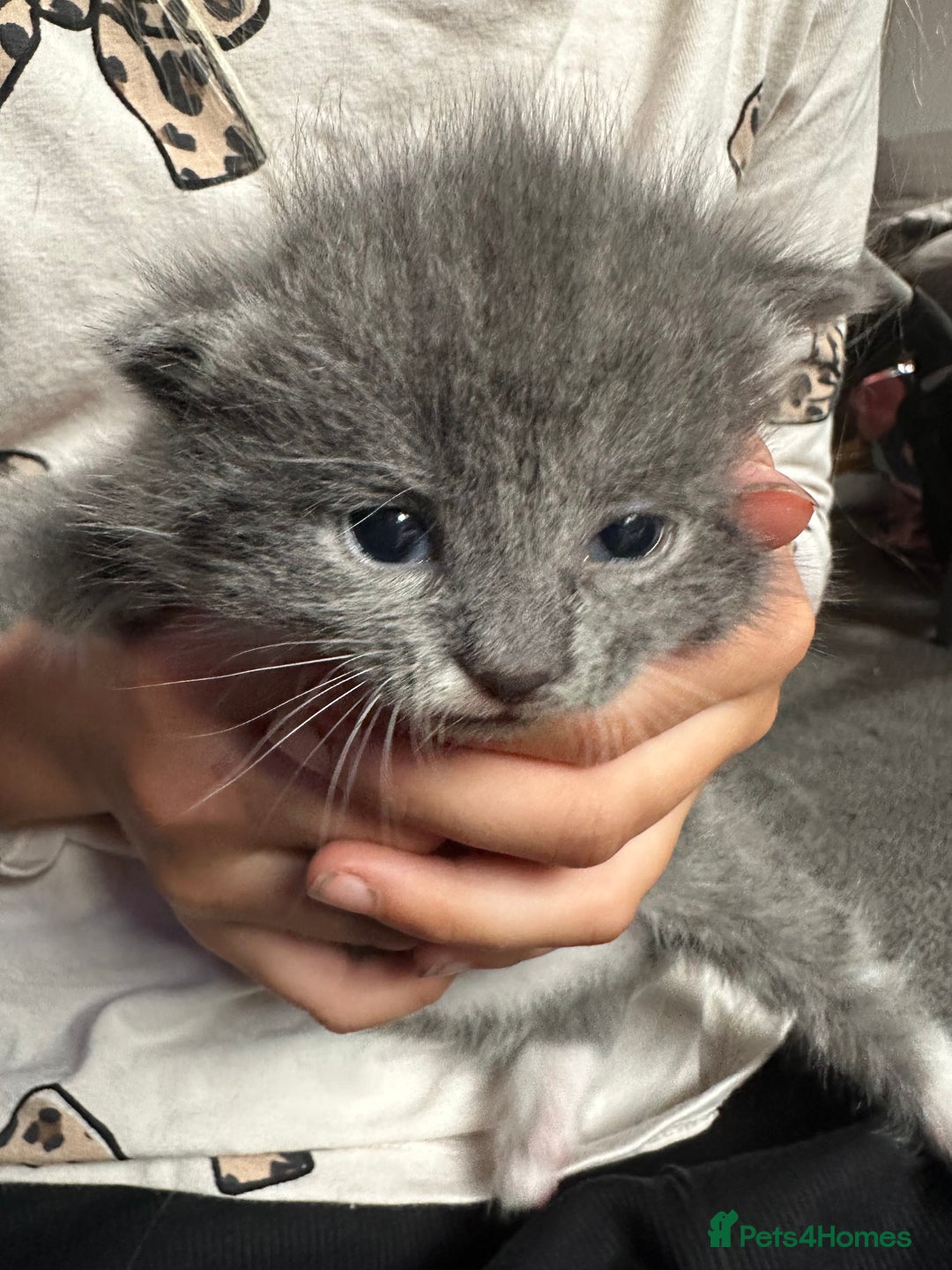 Mixed Breed cats for sale: 3 beautiful greys and a stunning cream kitten - Image 13