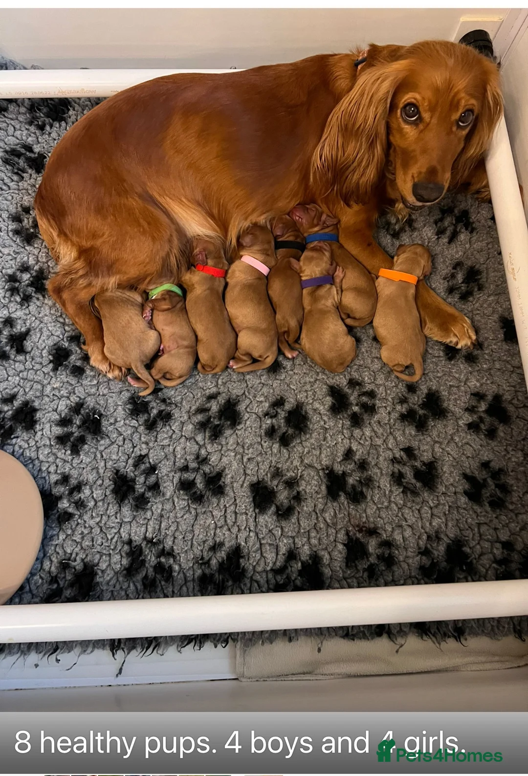 Cocker Spaniel dogs for stud: Fully health tested working Cocker Spaniel at Stud in Ipswich - Advert 14