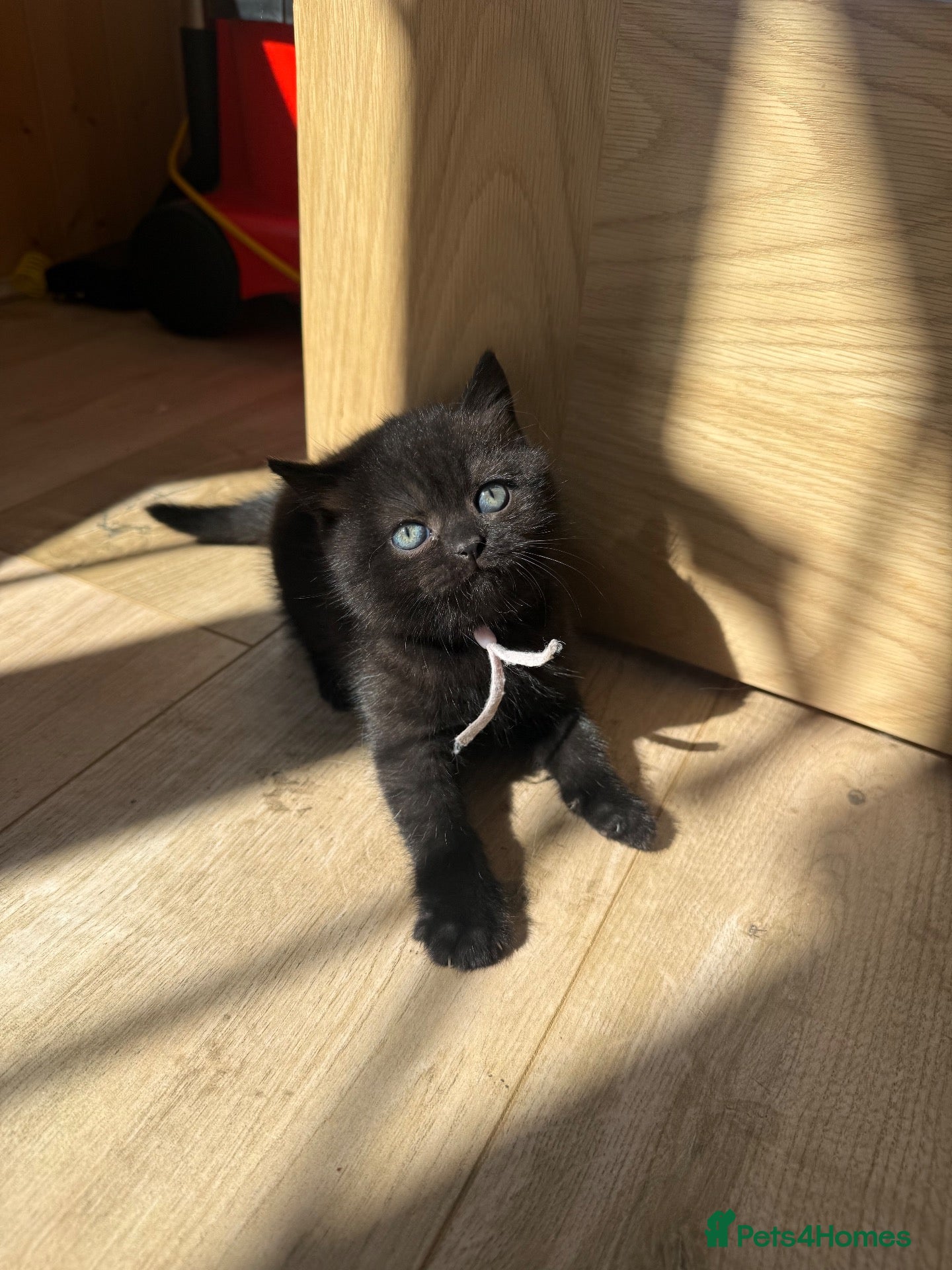 British Shorthair cats 🐾 British shorthair kitten for sale 🐾 - Advert 1