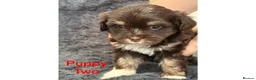 Mixed Breed dogs for sale: Lhasa Apso x Chihuahua x babies - Advert 10