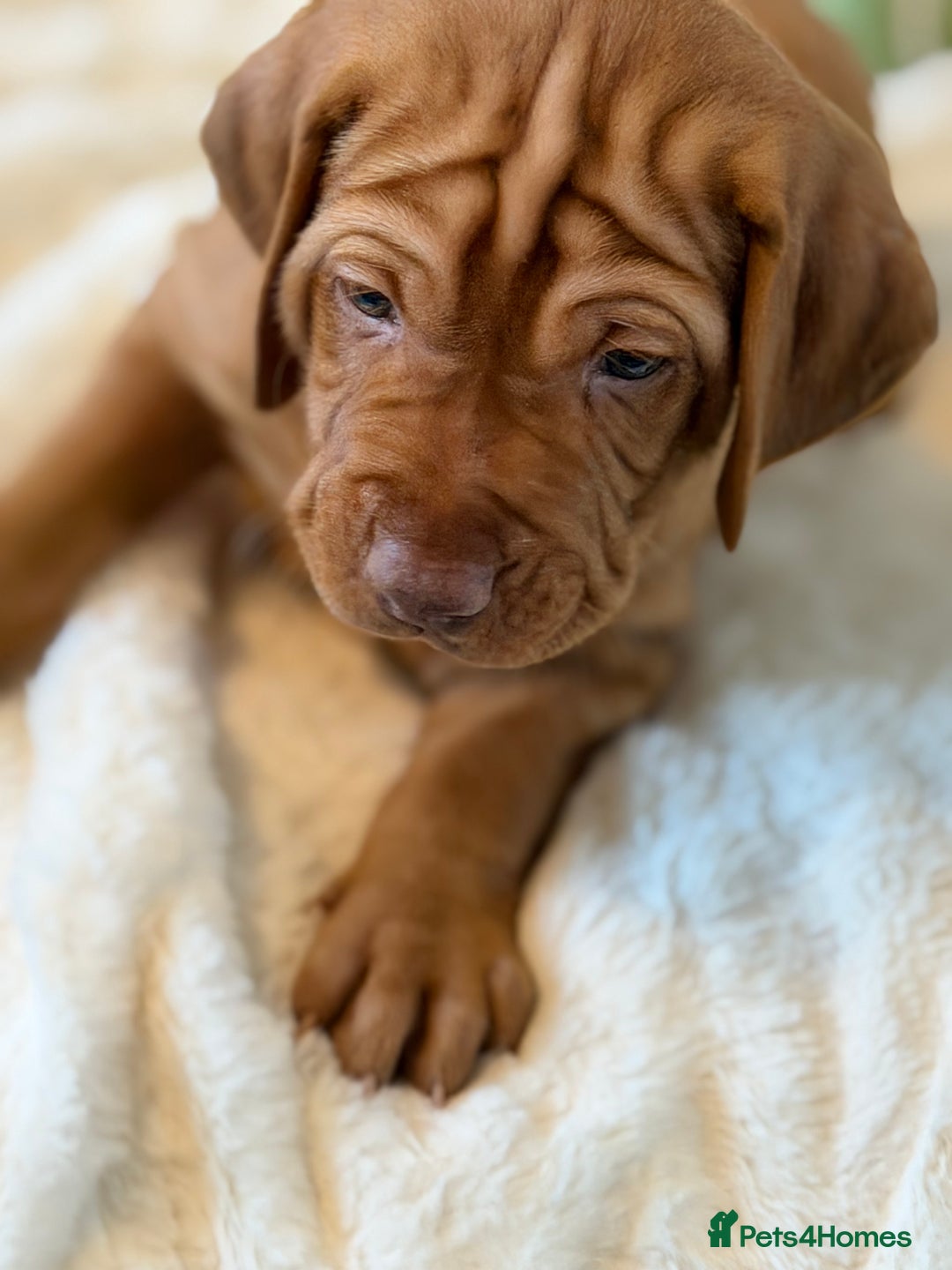 Hungarian Vizsla dogs for sale: Beautiful Hungarian Vizsla Puppies – 5⭐ Homes Only - Advert 7
