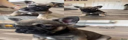 French Bulldog dogs for sale: French bulldogs puppies for sale,KC registered  - Advert 28