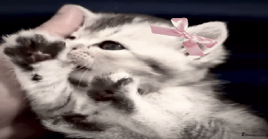 British Shorthair cats - Advert 11