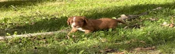 Cocker Spaniel dogs for sale: Working Cocker spaniels for sale - Advert 6