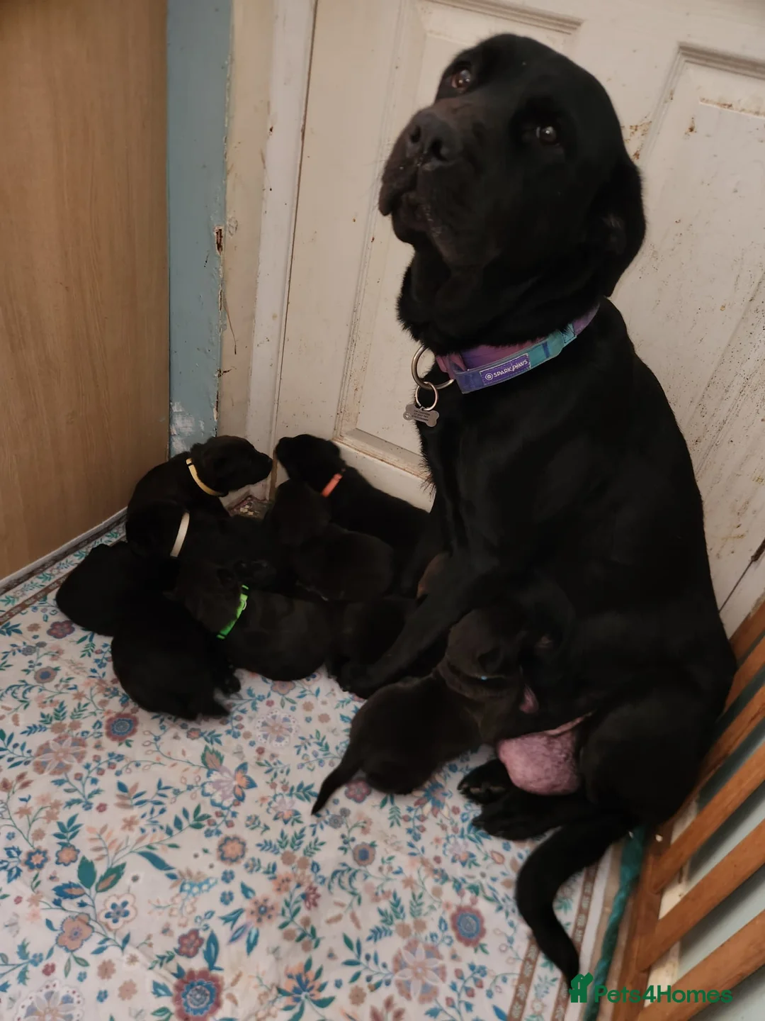 Mixed Breed dogs for sale: Adorable pups - viewings Saturday 2nd May in Durham - Advert 12