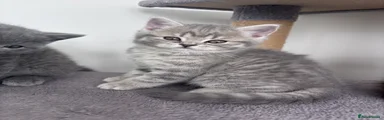 Scottish Fold 2