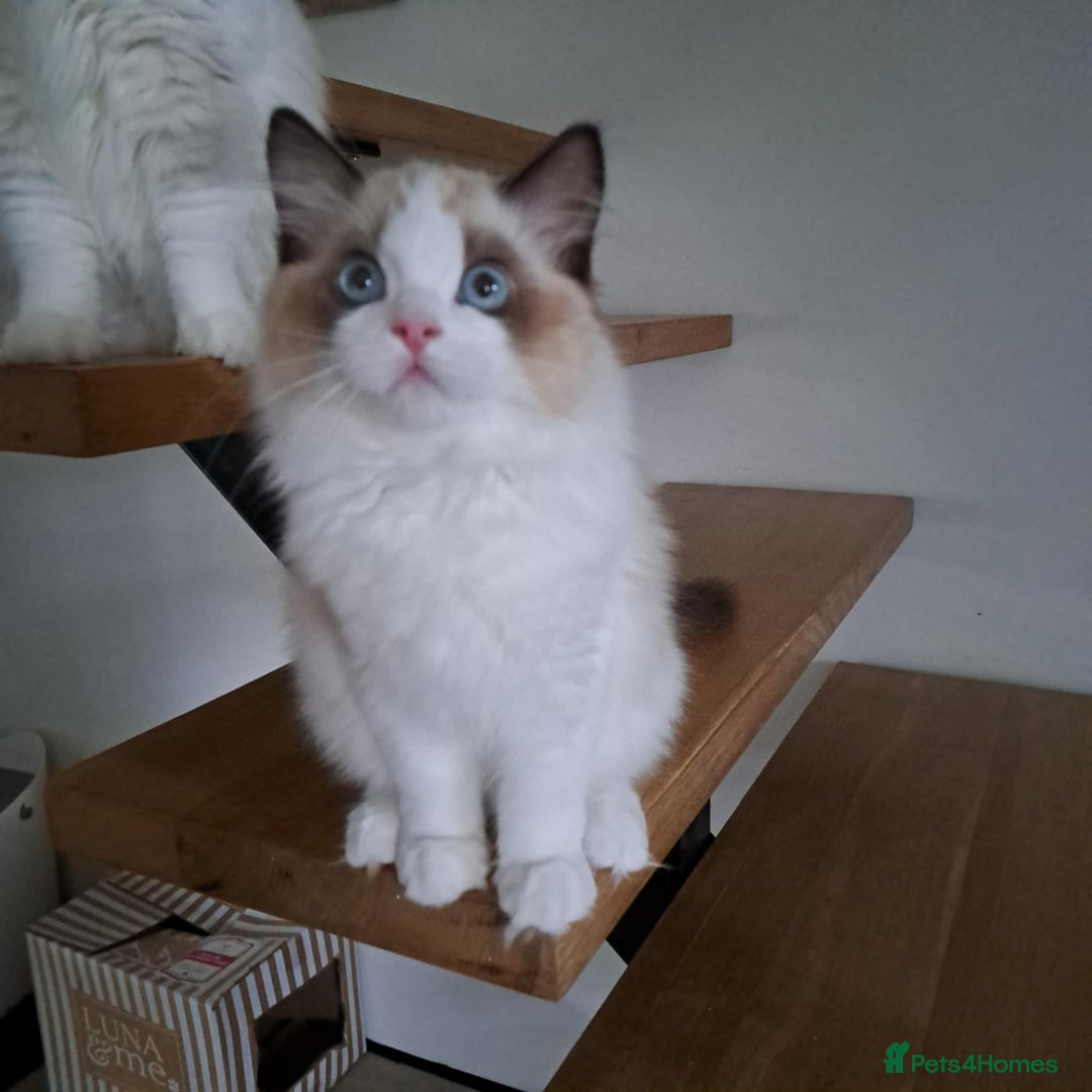 Ragdoll cats for sale: 💠Handsome FiFe Reg Ragdoll boy💠RESERVED - Image 22