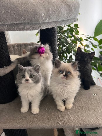 Selkirk Rex cats - Advert 2