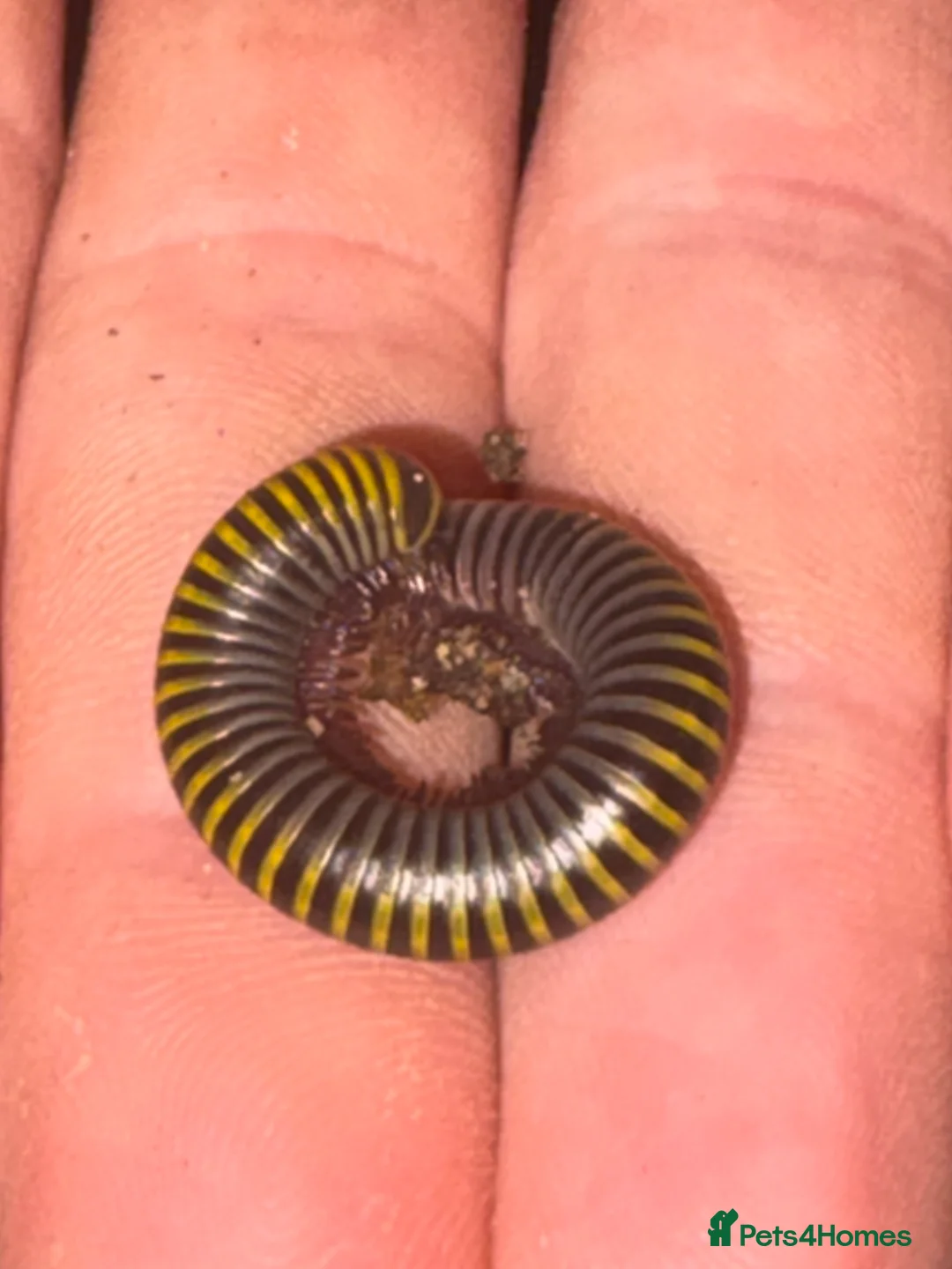 Mixed Breed reptiles for sale: Reptile bundle for sale - Advert 3