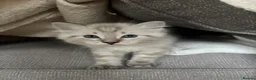 Ragdoll cats for sale: ✨ READY SOON ✨ Ragdoll Siberian Kittens - Advert 27