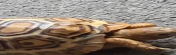 Tortoise reptiles for sale:  leopard tortos - Advert 4