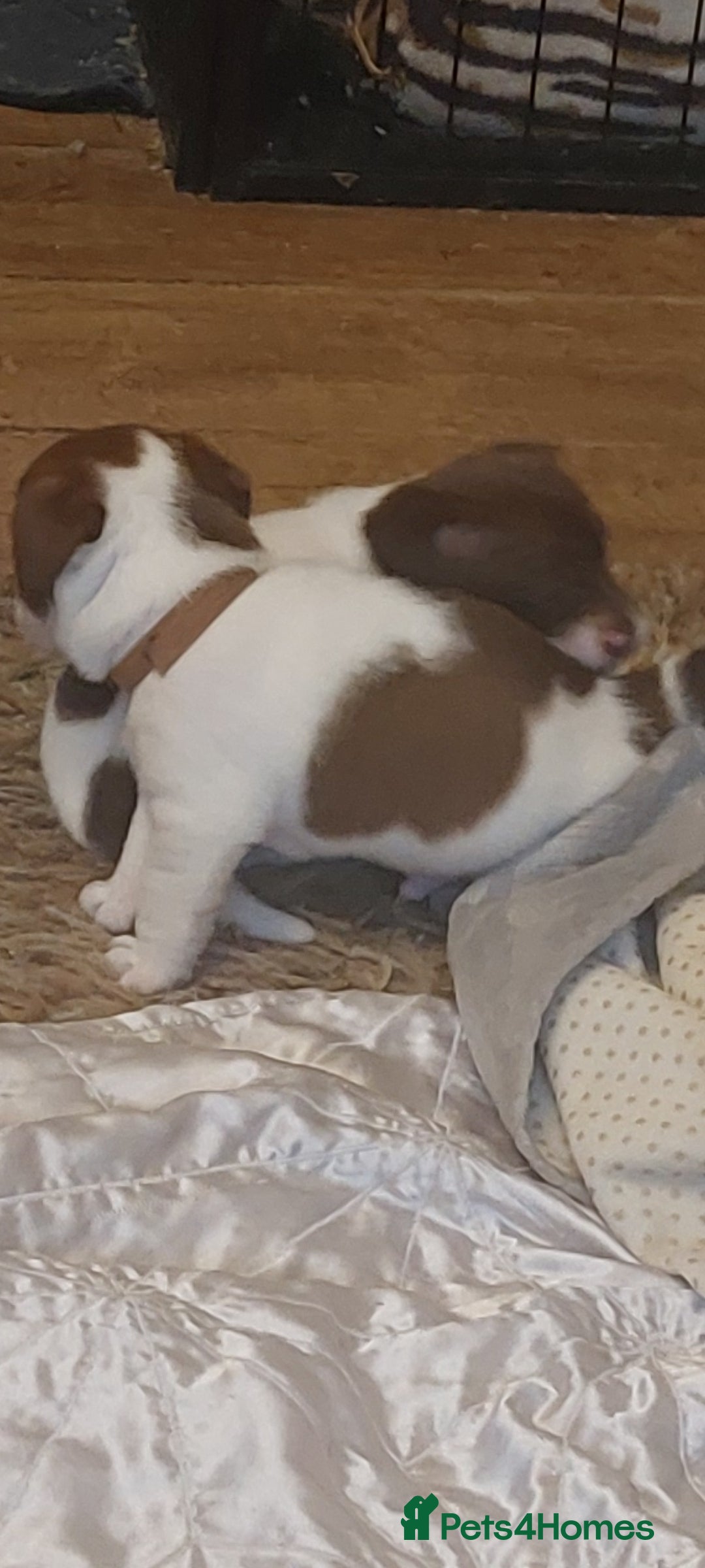 Jack Russell dogs for sale: Truly Superb  Russels - Advert 5