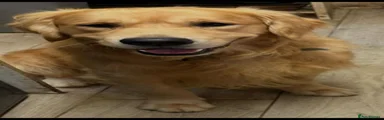 Golden Retriever 6